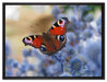 Schöner Schmetterling Pfauenauge auf Leinwandbild gerahmt Größe 80x60