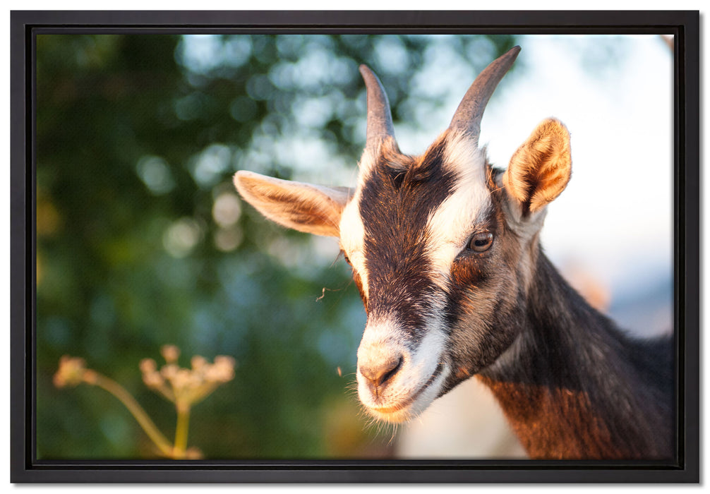 Niedliche Ziege auf Leinwandbild gerahmt Größe 60x40