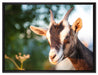 Niedliche Ziege auf Leinwandbild gerahmt Größe 80x60