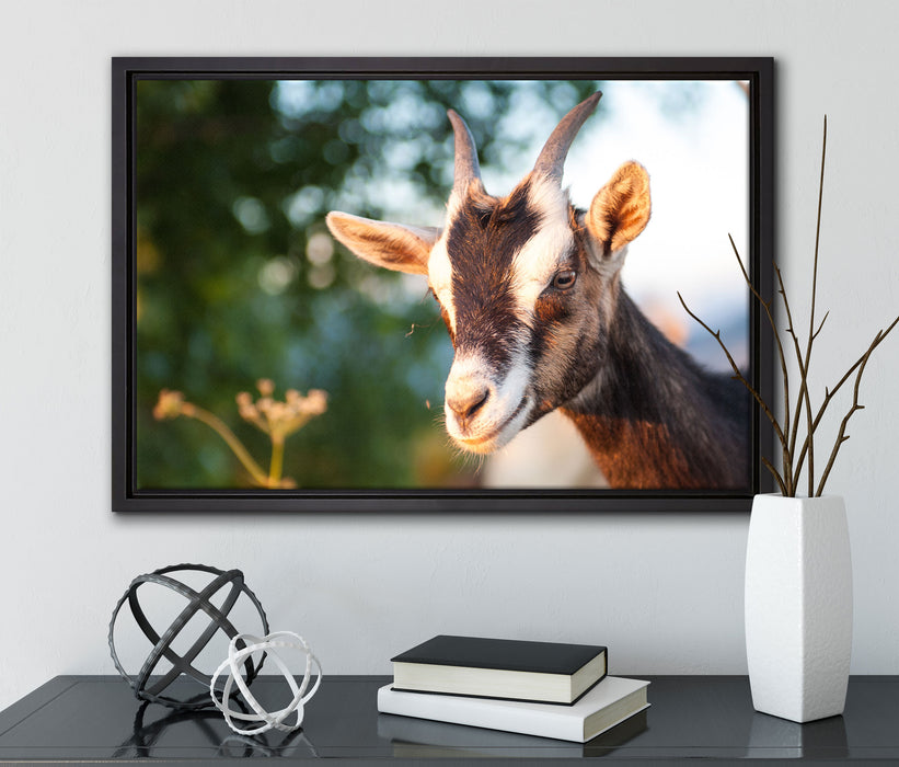 Niedliche Ziege auf Leinwandbild gerahmt mit Kirschblüten