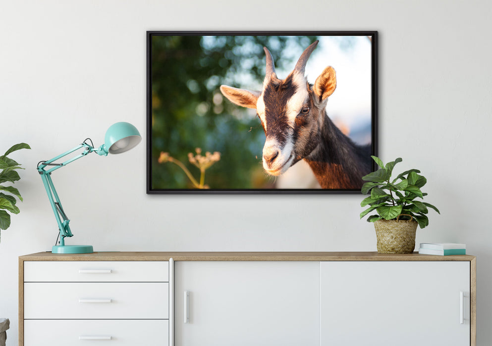Niedliche Ziege auf Leinwandbild gerahmt verschiedene Größen im Wohnzimmer
