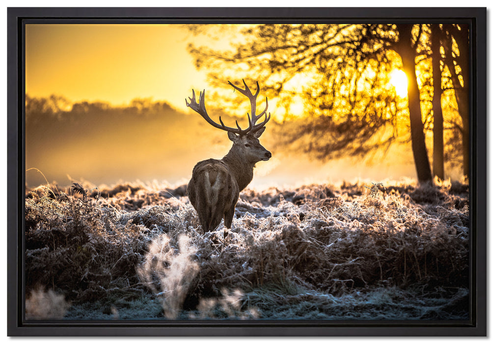 Hirsch im Wald auf Leinwandbild gerahmt Größe 60x40