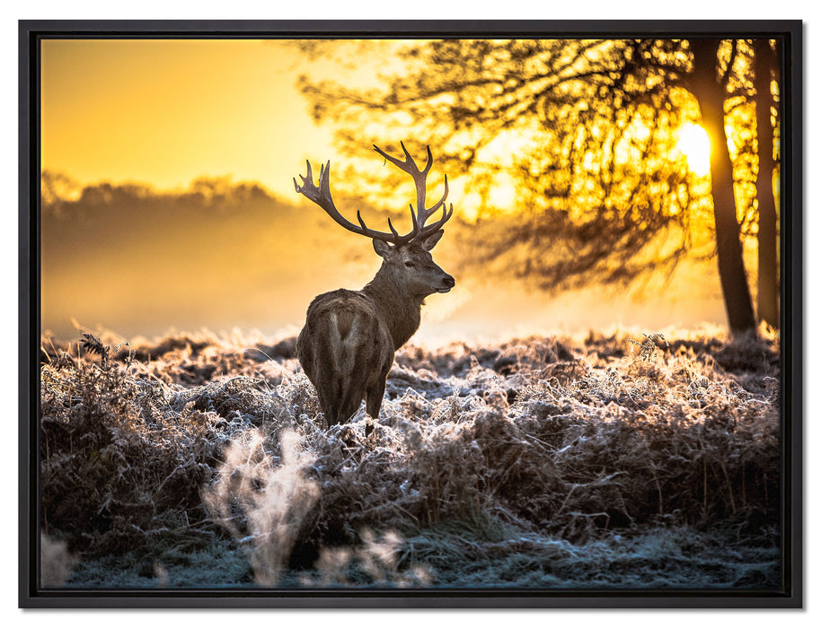 Hirsch im Wald auf Leinwandbild gerahmt Größe 80x60
