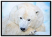 Nachdenklicher Eisbär auf Leinwandbild gerahmt Größe 100x70