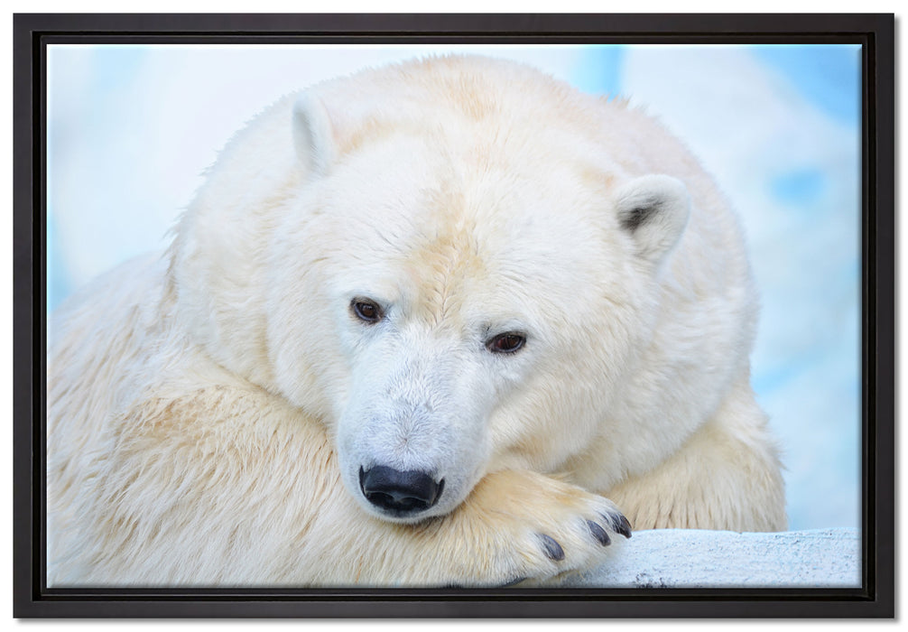 Nachdenklicher Eisbär auf Leinwandbild gerahmt Größe 60x40