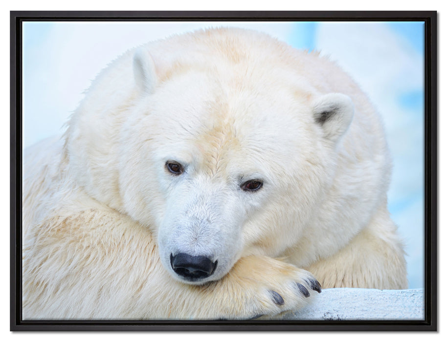 Nachdenklicher Eisbär auf Leinwandbild gerahmt Größe 80x60
