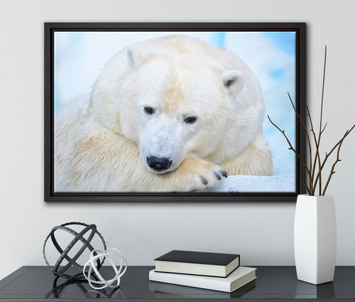 Nachdenklicher Eisbär auf Leinwandbild gerahmt mit Kirschblüten