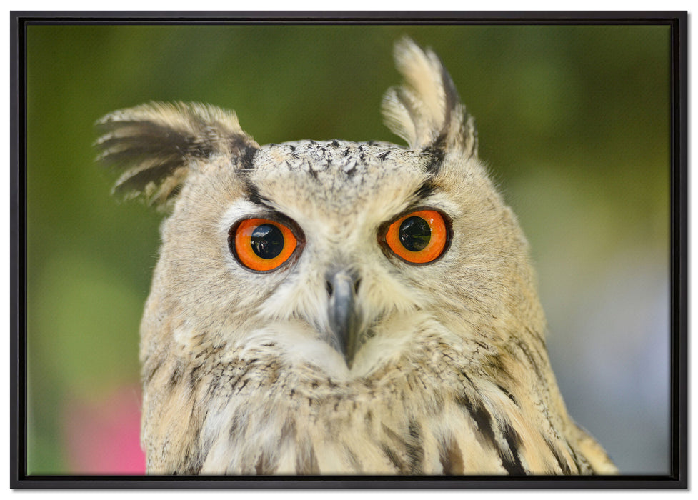 Eulen Kautz Orange Augen auf Leinwandbild gerahmt Größe 100x70