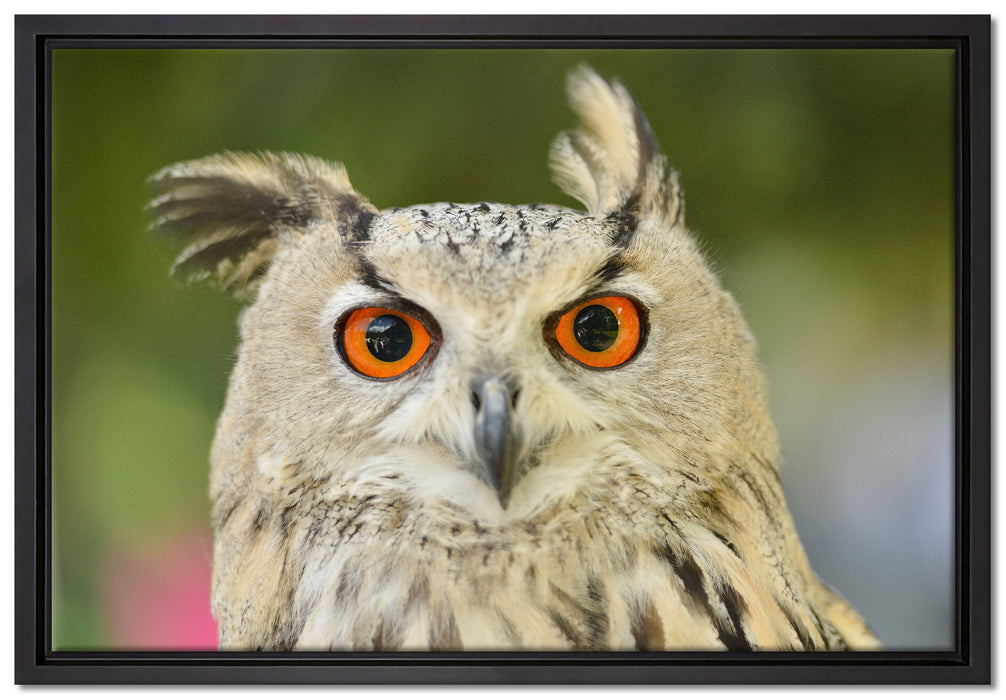 Eulen Kautz Orange Augen auf Leinwandbild gerahmt Größe 60x40