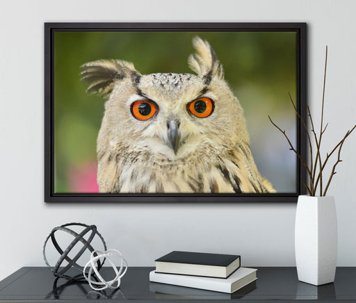 Eulen Kautz Orange Augen auf Leinwandbild gerahmt mit Kirschblüten