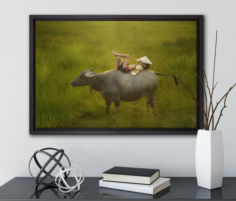 Wasserbüffel trägt Kind auf Leinwandbild gerahmt mit Kirschblüten