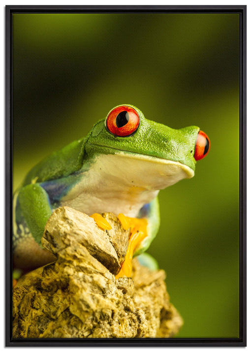 Grüner Rotaugen Frosch auf Leinwandbild gerahmt Größe 100x70