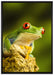 Grüner Rotaugen Frosch auf Leinwandbild gerahmt Größe 100x70