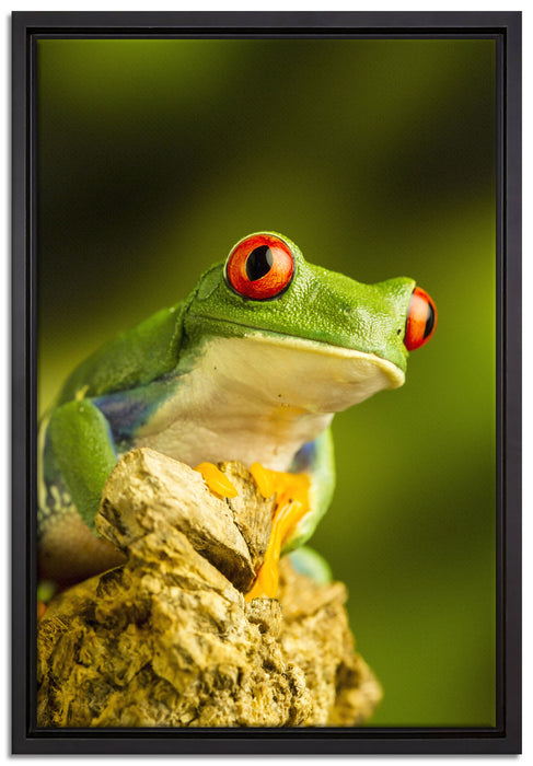 Grüner Rotaugen Frosch auf Leinwandbild gerahmt Größe 60x40