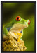 Grüner Rotaugen Frosch auf Leinwandbild gerahmt Größe 60x40