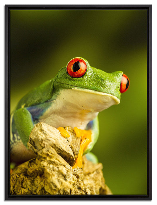 Grüner Rotaugen Frosch auf Leinwandbild gerahmt Größe 80x60