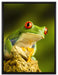 Grüner Rotaugen Frosch auf Leinwandbild gerahmt Größe 80x60