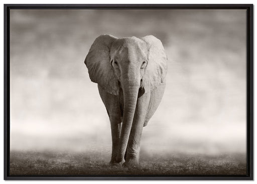 Einsamer Elefant auf Leinwandbild gerahmt Größe 100x70