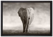 Einsamer Elefant auf Leinwandbild gerahmt Größe 60x40