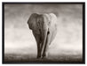 Einsamer Elefant auf Leinwandbild gerahmt Größe 80x60