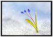 Blaue Knospen im Schnee auf Leinwandbild gerahmt Größe 100x70