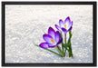 Lila Krokusse im Schnee auf Leinwandbild gerahmt Größe 60x40