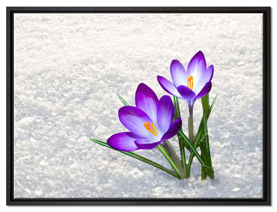 Lila Krokusse im Schnee auf Leinwandbild gerahmt Größe 80x60