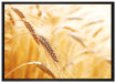 Weizen auf dem Feld auf Leinwandbild gerahmt Größe 100x70