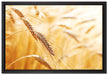 Weizen auf dem Feld auf Leinwandbild gerahmt Größe 60x40