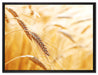Weizen auf dem Feld auf Leinwandbild gerahmt Größe 80x60