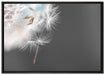 hübsche Pusteblume auf Leinwandbild gerahmt Größe 100x70