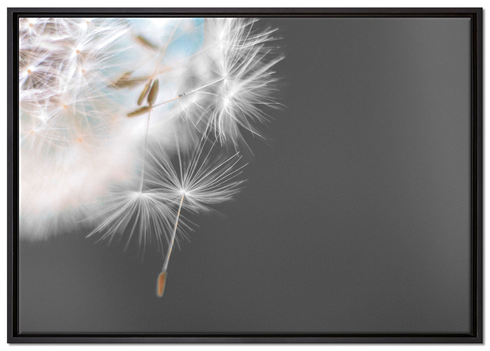 hübsche Pusteblume auf Leinwandbild gerahmt Größe 100x70