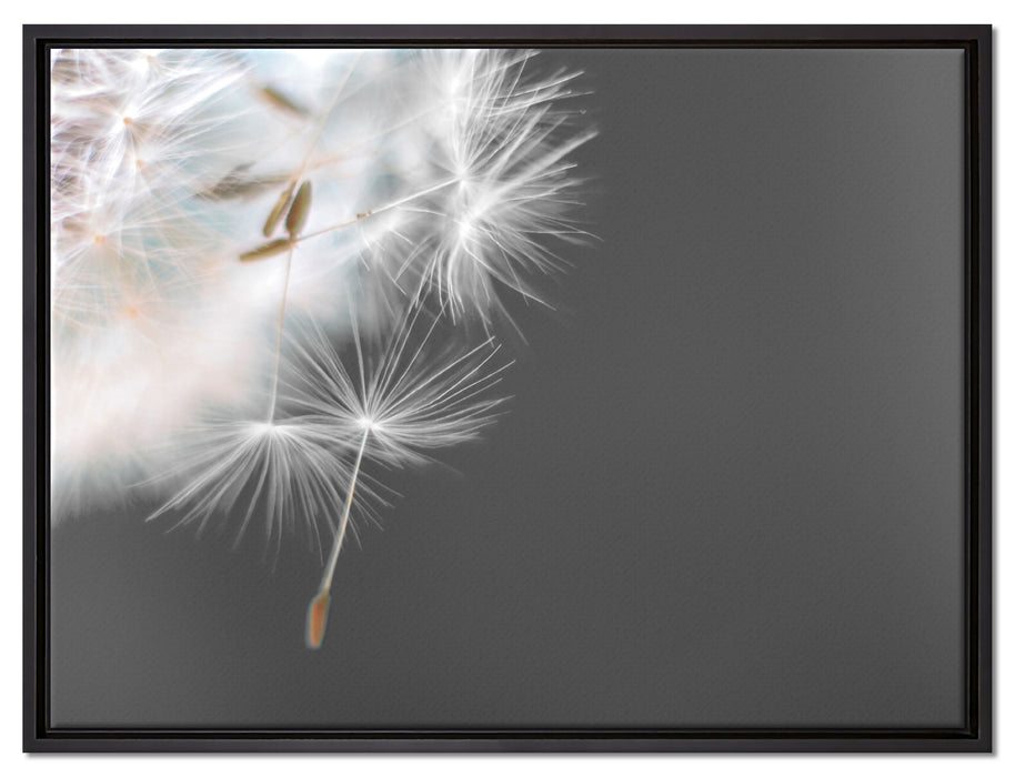 hübsche Pusteblume auf Leinwandbild gerahmt Größe 80x60