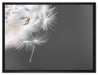hübsche Pusteblume auf Leinwandbild gerahmt Größe 80x60