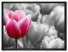 Tulpen im Morgentau auf Leinwandbild gerahmt Größe 80x60