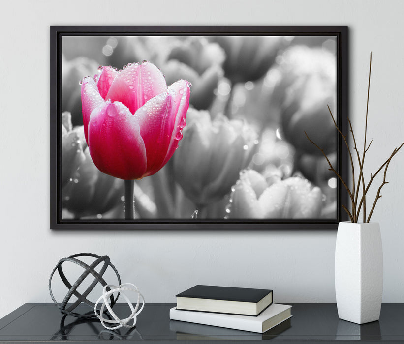 Tulpen im Morgentau auf Leinwandbild gerahmt mit Kirschblüten