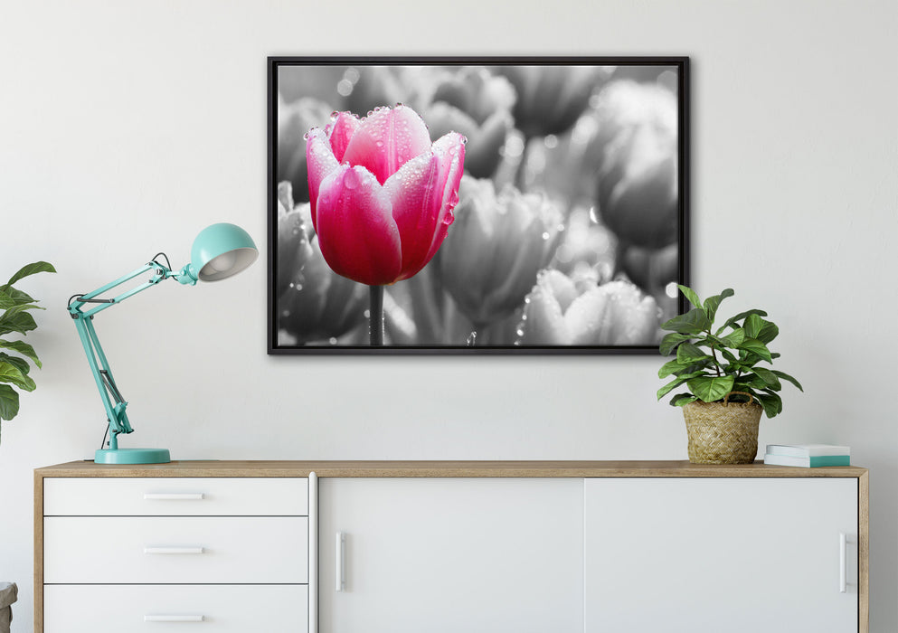 Tulpen im Morgentau auf Leinwandbild gerahmt verschiedene Größen im Wohnzimmer