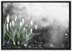 Frühlings Schneeglöckchen auf Leinwandbild gerahmt Größe 100x70