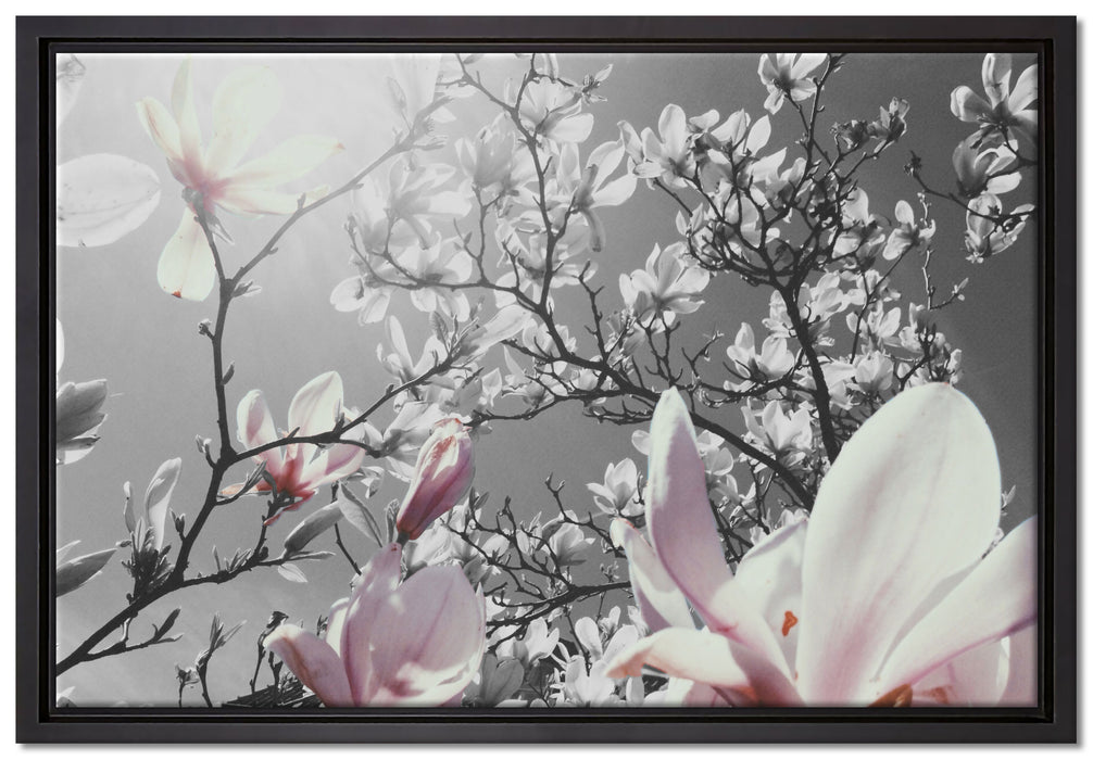 schöne Magnolie Blüten auf Leinwandbild gerahmt Größe 60x40
