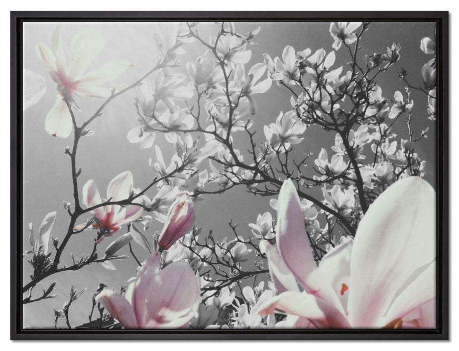 schöne Magnolie Blüten auf Leinwandbild gerahmt Größe 80x60