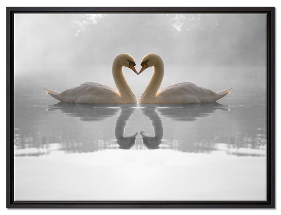 verliebte Schwäne auf See auf Leinwandbild gerahmt Größe 80x60