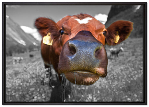 ausgewachsene Kuh auf Bergwiese auf Leinwandbild gerahmt Größe 100x70