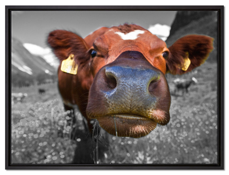 ausgewachsene Kuh auf Bergwiese auf Leinwandbild gerahmt Größe 80x60