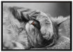 niedliche Katze beim schlafen auf Leinwandbild gerahmt Größe 100x70