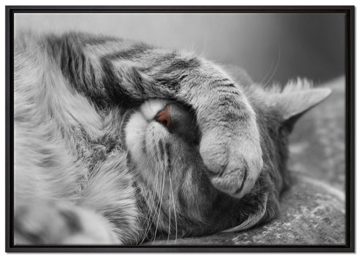 niedliche Katze beim schlafen auf Leinwandbild gerahmt Größe 100x70