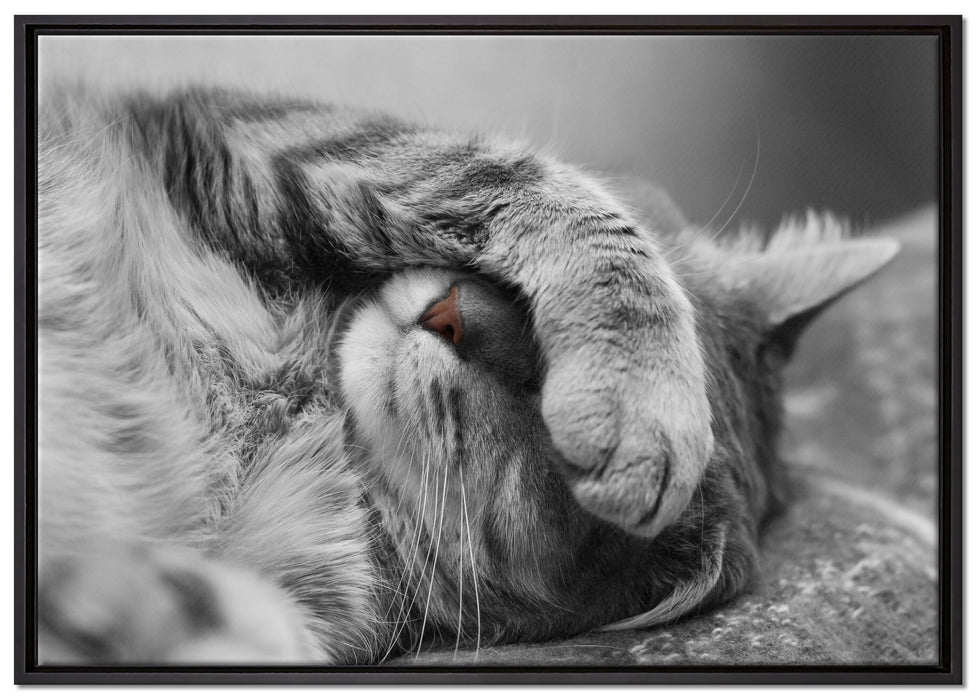 niedliche Katze beim schlafen auf Leinwandbild gerahmt Größe 100x70