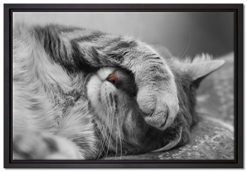 niedliche Katze beim schlafen auf Leinwandbild gerahmt Größe 60x40