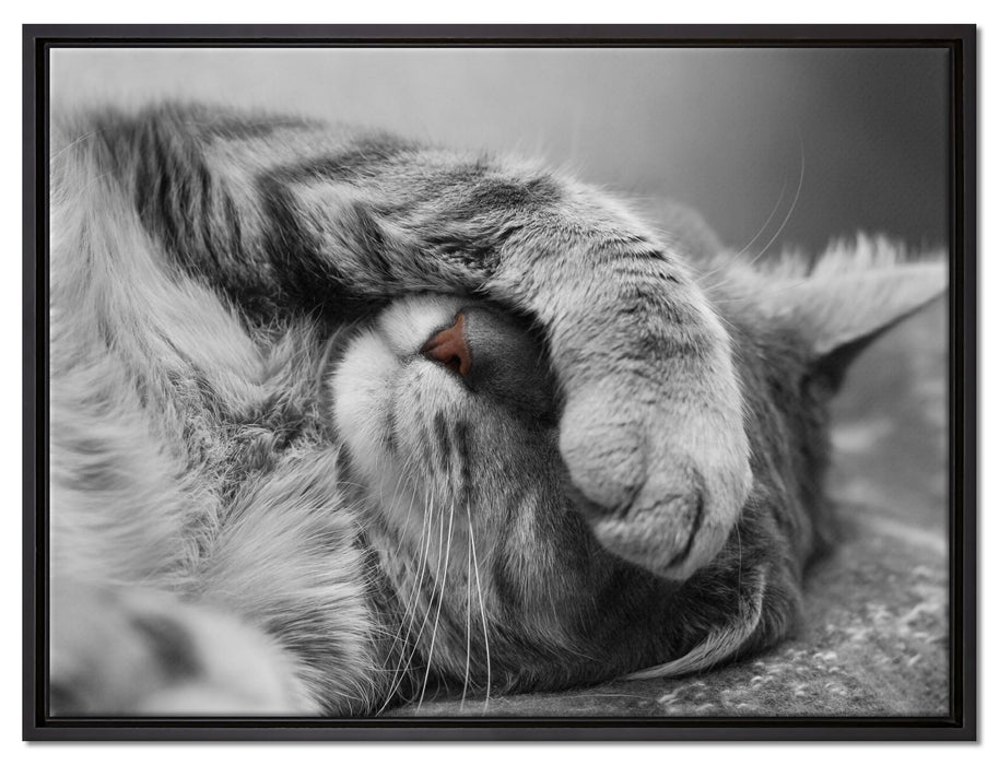 niedliche Katze beim schlafen auf Leinwandbild gerahmt Größe 80x60