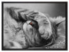 niedliche Katze beim schlafen auf Leinwandbild gerahmt Größe 80x60