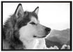 wunderschöner Husky im Schnee auf Leinwandbild gerahmt Größe 100x70
